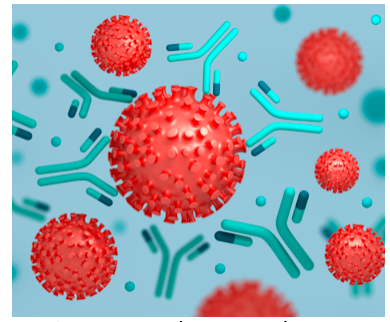 person mayo y coronavirus es de rpurba