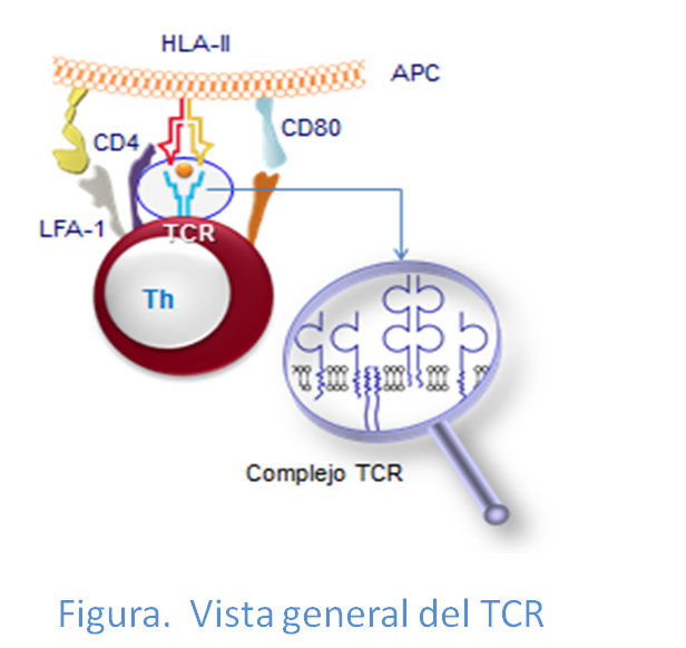 Vista general del TCR y del complejo CD3 unidos a MHC-II y péptido de una célula presentadora.