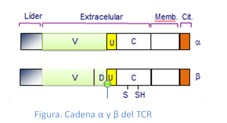 Cadena α y β del TCR mostrando sus distintas partes.
