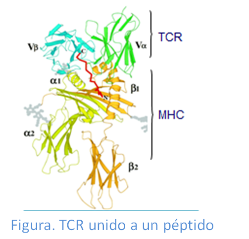 TCR unido a un péptido presentado por  una molécula HLA