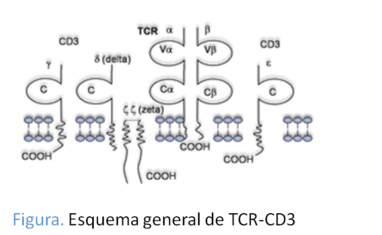 Esquema de los componentes del complejo TCR-CD3 y su relación con la membrana celular