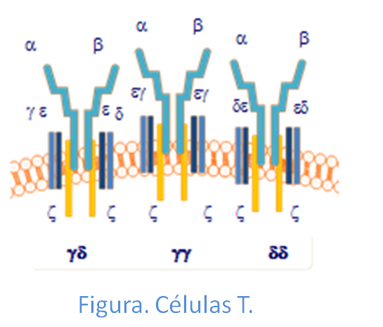 Vista diferentes formas de agrupación de receptores de células T.