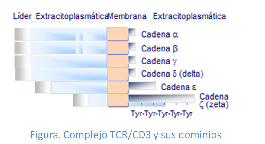Complejo TCR/CD3 y sus dominios: extracelular, transmembrana e intracelular