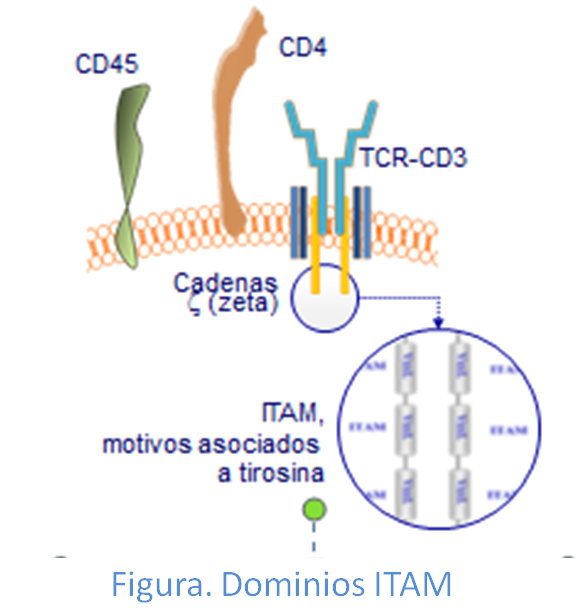 Dominios ITAM de la cola citoplasmática de las cadenas zeta de membrana de linfocitos.