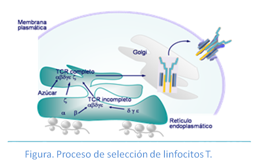 Proceso de acoplamiento del complejo TCR y CD3