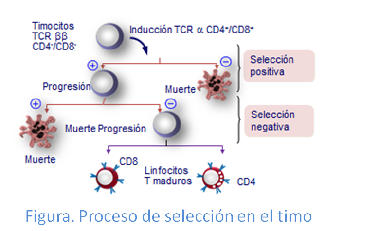 Proceso de selección positiva y negativa en el timo de linfocitos T.