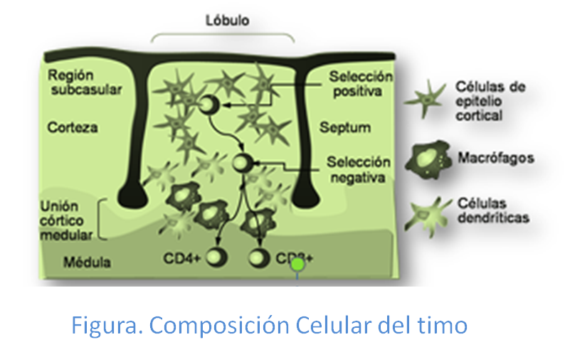 Composición celular del timo y fases de la selección de timocitos