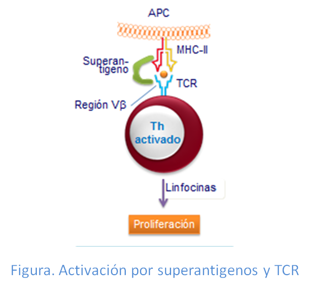 Activación por superantígenos y TCRs.