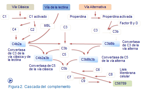 Complemento c4 alto que significa